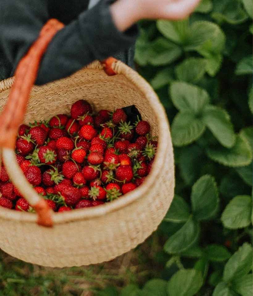 Strawberry Love